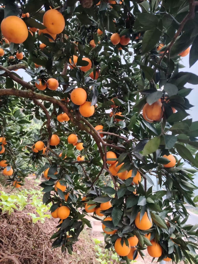 红橙