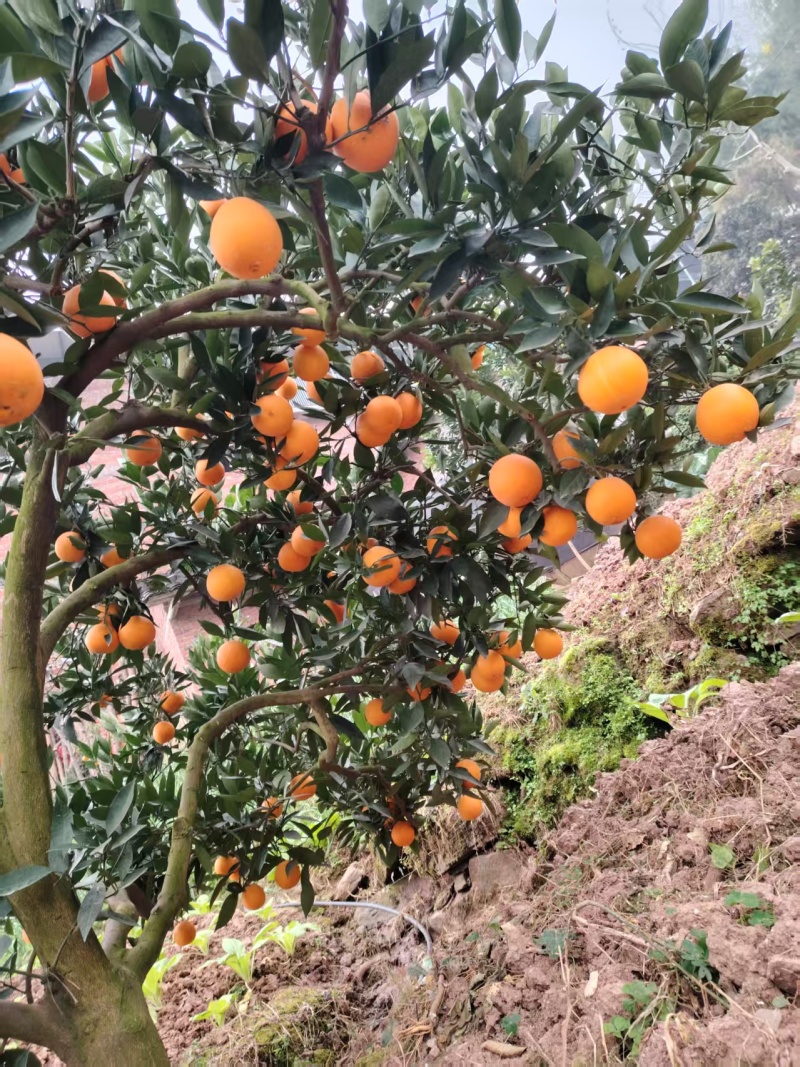 红橙