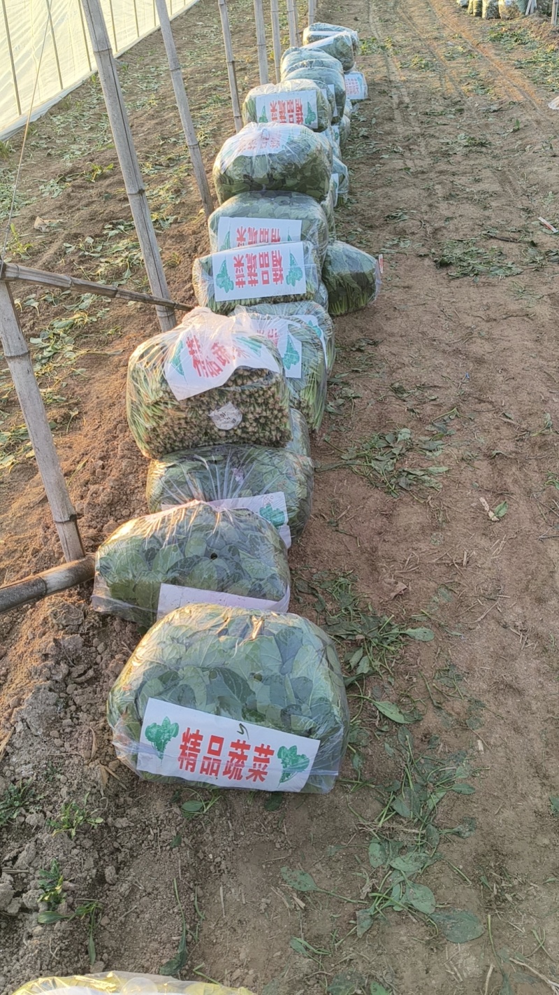 菠菜大叶菠菜红根小叶脱水菠菜捆把单县徐寨箱装特价代办代发