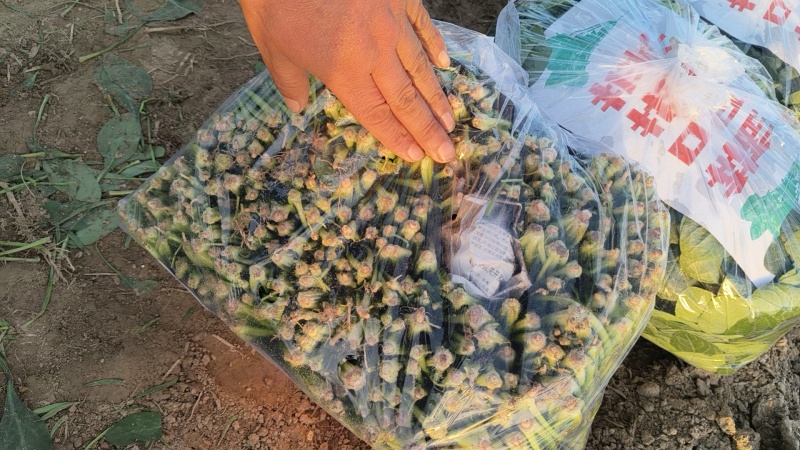 菠菜大叶菠菜红根小叶脱水菠菜捆把单县徐寨箱装特价代办代发