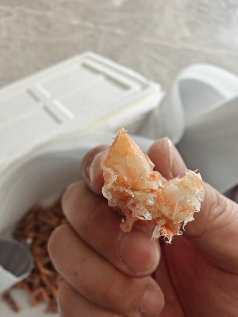 加拿大甜虾大虾历虾熟虾便宜电商团购赶集年货！！！！！！