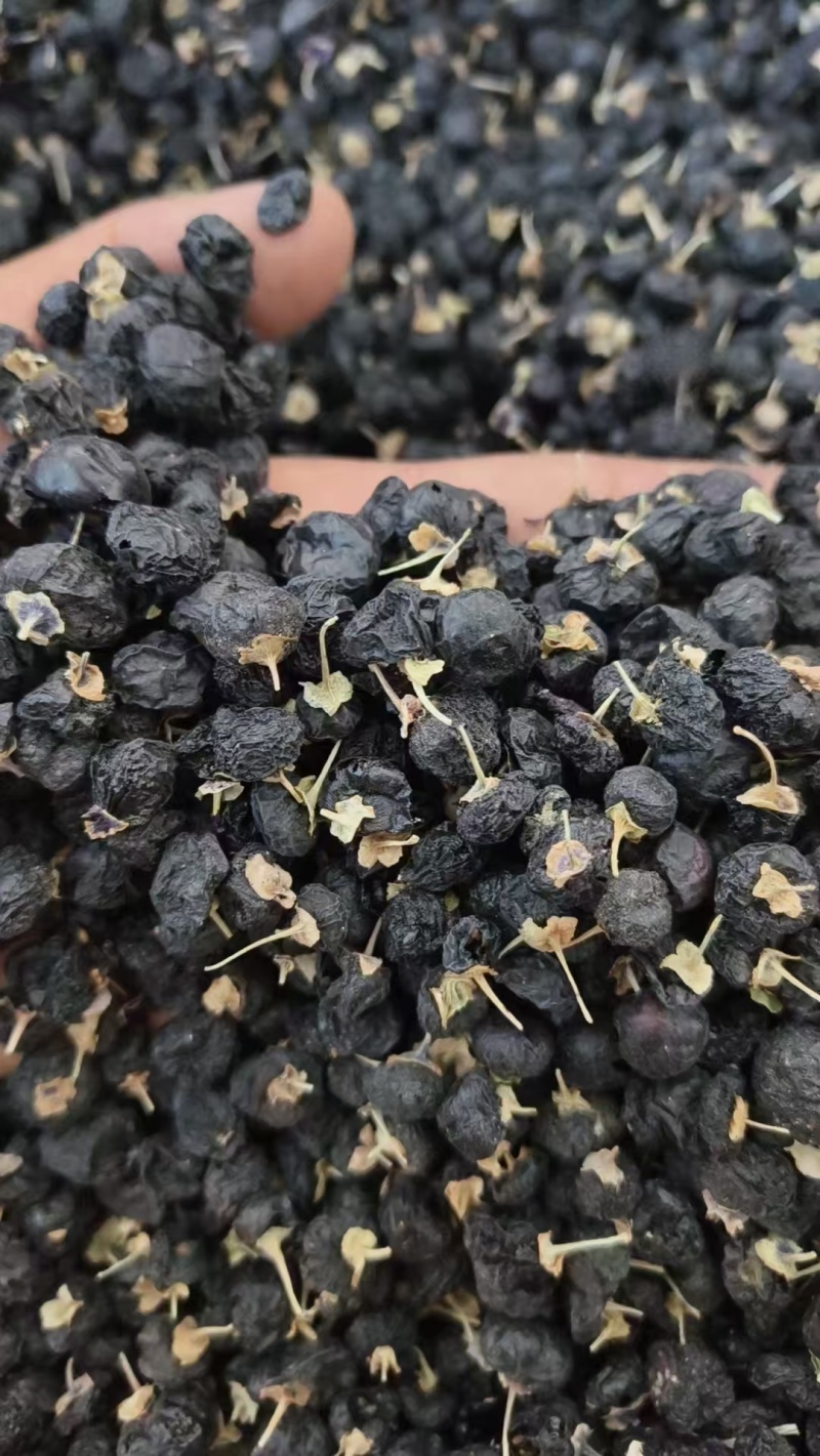 精品黑枸杞规格齐全量大从优质量保证欢迎来电订购