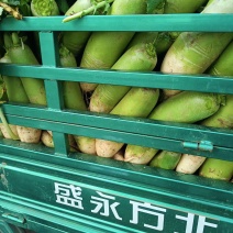 汝州市青萝卜产地批发大量有货