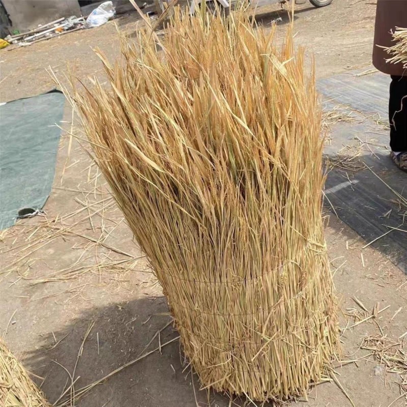 稻草帘子草苫子