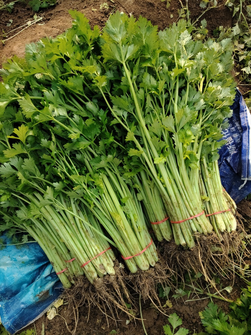 阳谷县芹菜对接一二级批发布场可视频验货欢迎老板资询