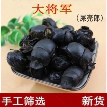 大将军中药材屎壳郎蜣螂虫推粪虫干货