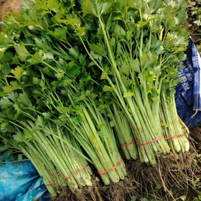 阳谷县芹菜对接一二级批发布场可视频验货欢迎老板资询