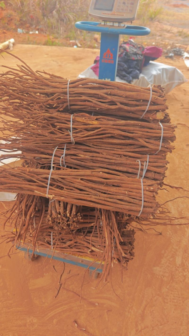 小叶红皮千斤拔干货