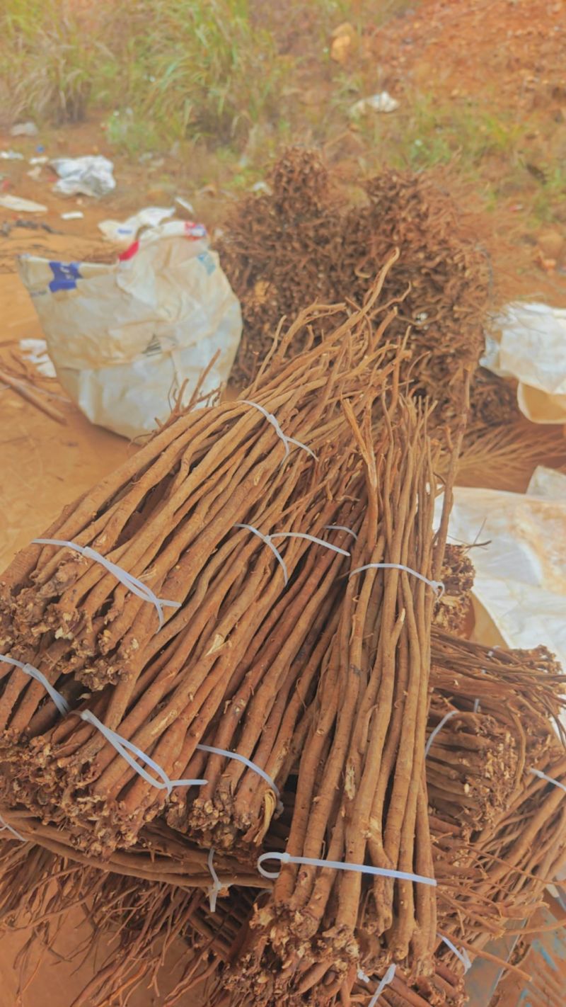 小叶红皮千斤拔干货