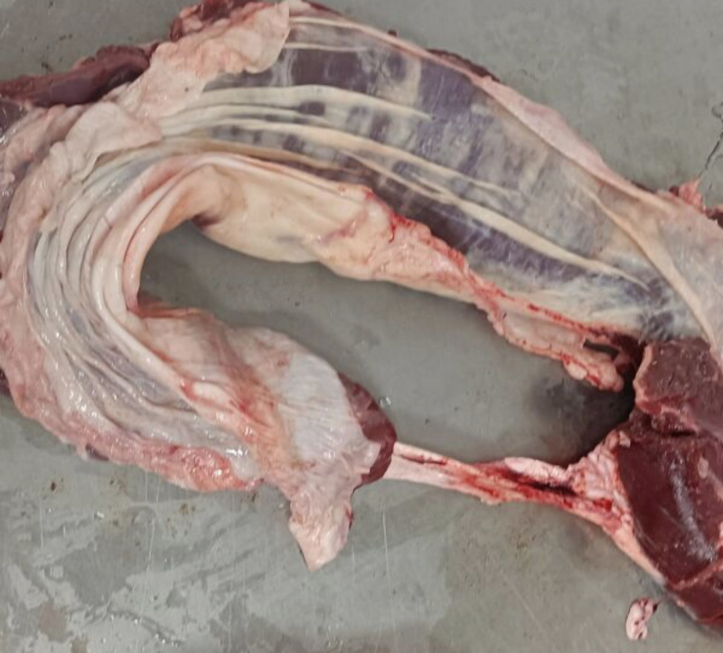 （原切牛护心肉）批发50斤原切上脑牛肉牛上脑