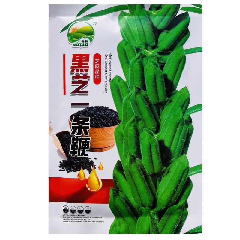 黑芝麻种子纯黑矮脚黑芝麻高产高油可榨油食用早熟大田种