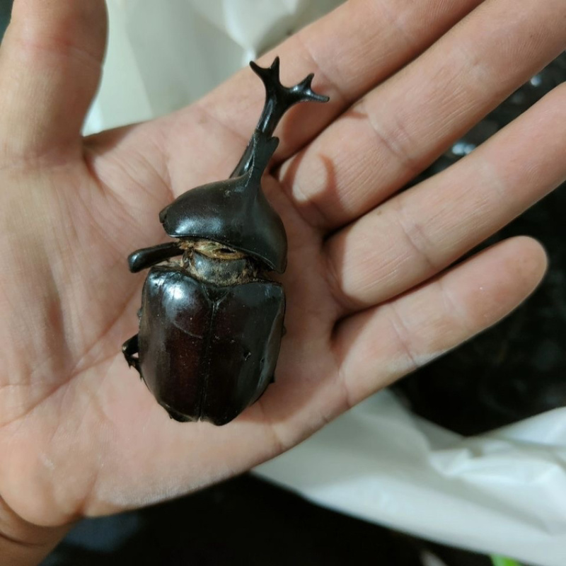独角仙中药材昆虫类品质保证