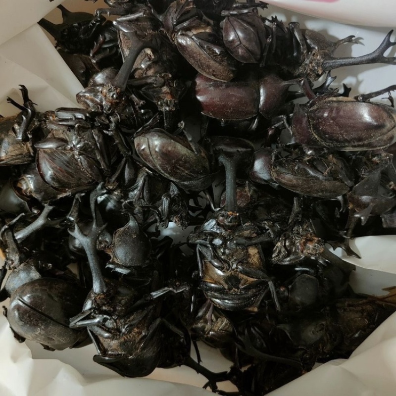 独角仙中药材昆虫类品质保证