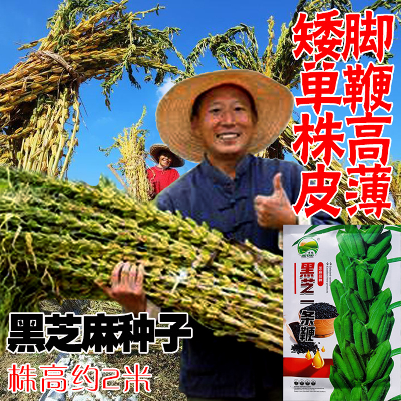 黑芝麻种子纯黑矮脚黑芝麻高产高油可榨油食用早熟大田种