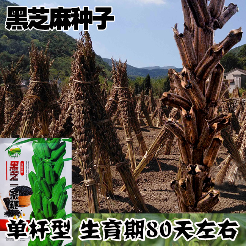 黑芝麻种子纯黑矮脚黑芝麻高产高油可榨油食用早熟大田种