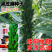黑芝麻种子纯黑矮脚黑芝麻高产高油可榨油食用早熟大田种