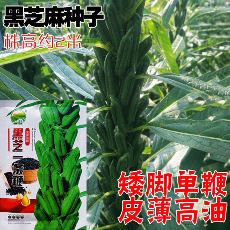 黑芝麻种子纯黑矮脚黑芝麻高产高油可榨油食用早熟大田种