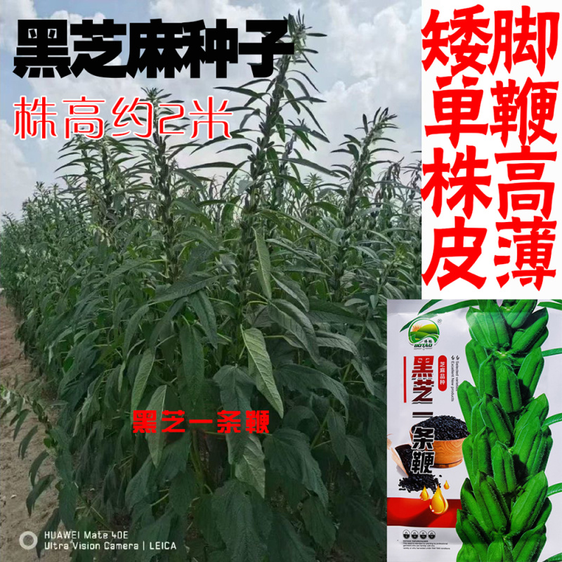 黑芝麻种子纯黑矮脚黑芝麻高产高油可榨油食用早熟大田种