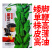 黑芝麻种子纯黑矮脚黑芝麻高产高油可榨油食用早熟大田种