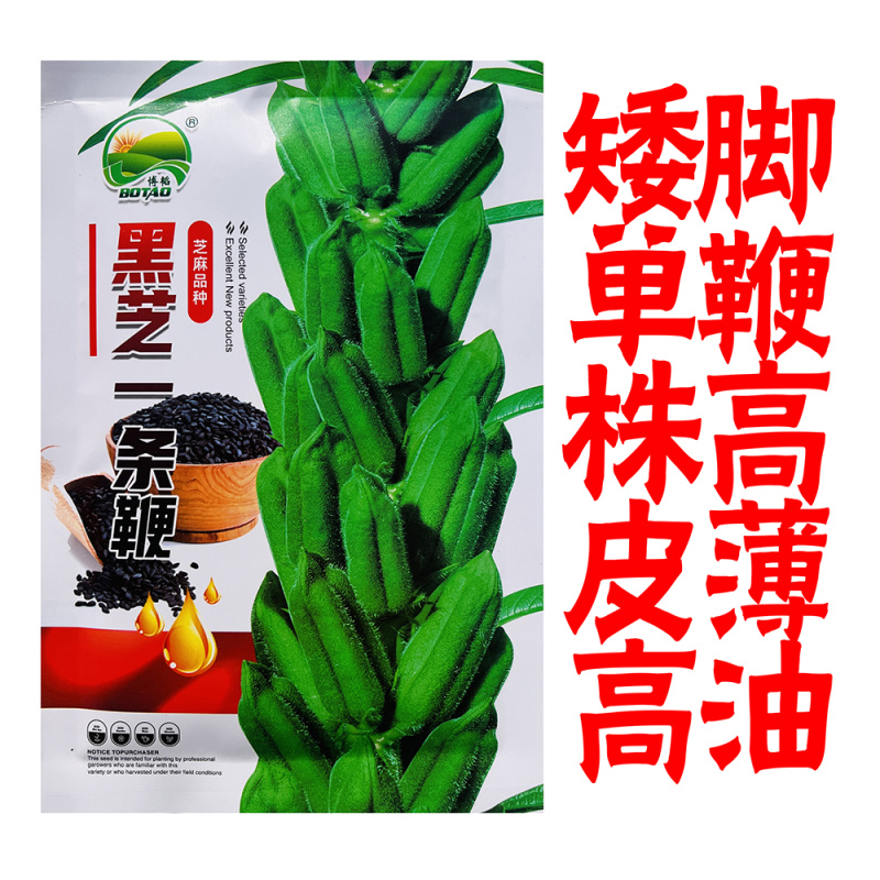 黑芝麻种子纯黑矮脚黑芝麻高产高油可榨油食用早熟大田种