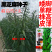 黑芝麻种子纯黑矮脚黑芝麻高产高油可榨油食用早熟大田种