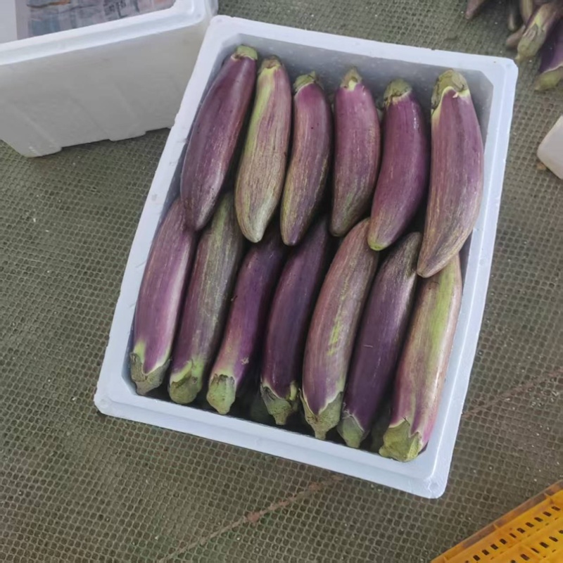云南冰川茄子.面包茄子.特别的好吃.基地直销.货源稳定.