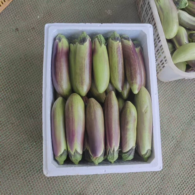 云南冰川茄子.面包茄子.特别的好吃.基地直销.货源稳定.