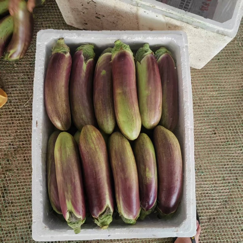 云南冰川茄子.面包茄子.特别的好吃.基地直销.货源稳定.