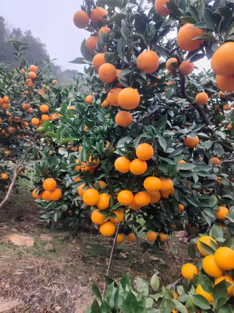 甜如初恋高海拔蜜香橙，成熟佳期，恭迎全国各地客商与我对接