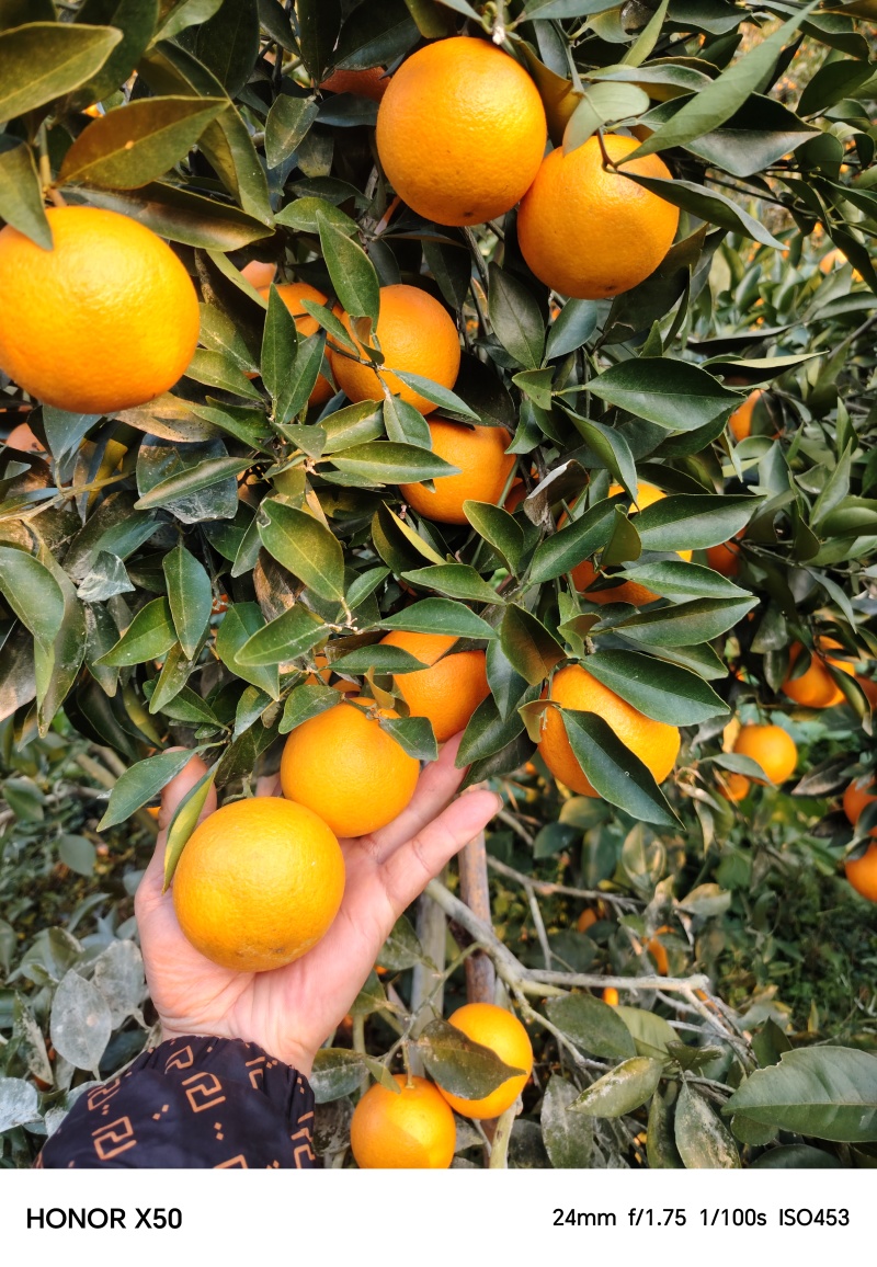 甜如初恋高海拔蜜香橙，成熟佳期，恭迎全国各地客商与我对接