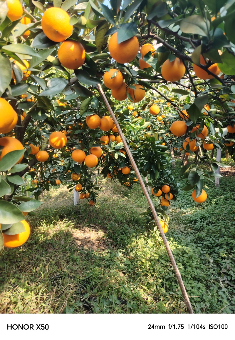 甜如初恋高海拔蜜香橙，成熟佳期，恭迎全国各地客商与我对接