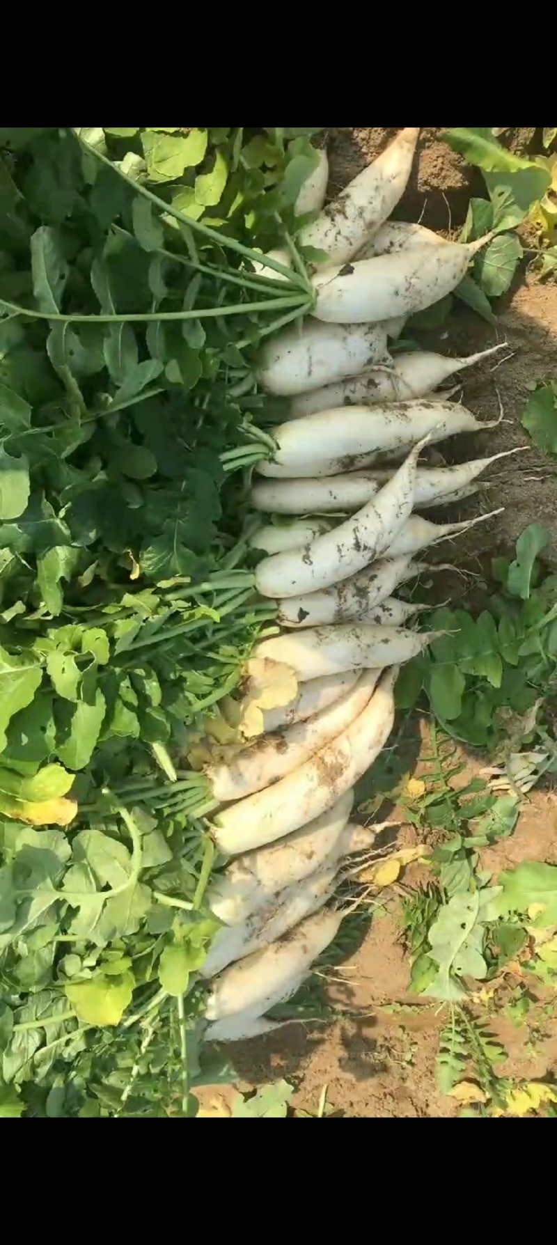 沙地白萝卜