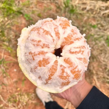 黄金蜜柚