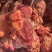 （牛脖根肉）规格50斤冻品大块牛碎肉牛脖根肉