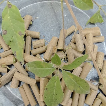 黄荆树切片、黄荆条切片、黄荆子切片、布荆切片、荆条切片
