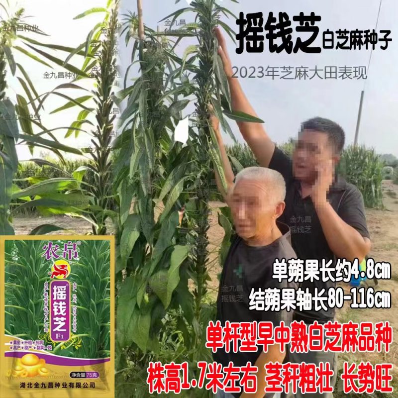 宝塔一号白芝麻种子高产浓香抗倒伏耐裂芝麻种子抗病春夏播芝