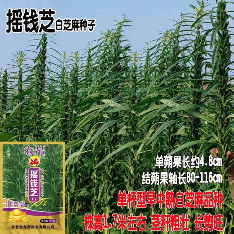 宝塔一号白芝麻种子高产浓香抗倒伏耐裂芝麻种子抗病春夏播芝