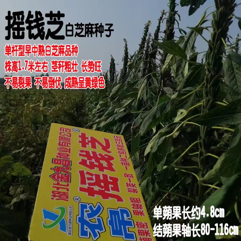 宝塔一号白芝麻种子高产浓香抗倒伏耐裂芝麻种子抗病春夏播芝