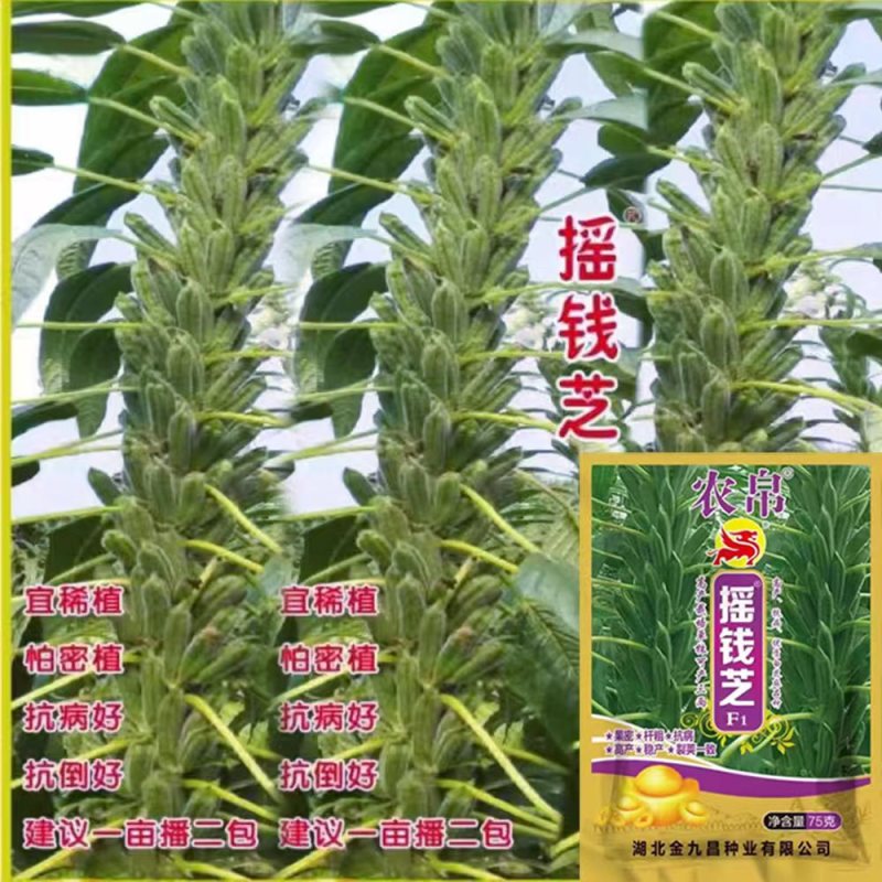 宝塔一号白芝麻种子高产浓香抗倒伏耐裂芝麻种子抗病春夏播芝