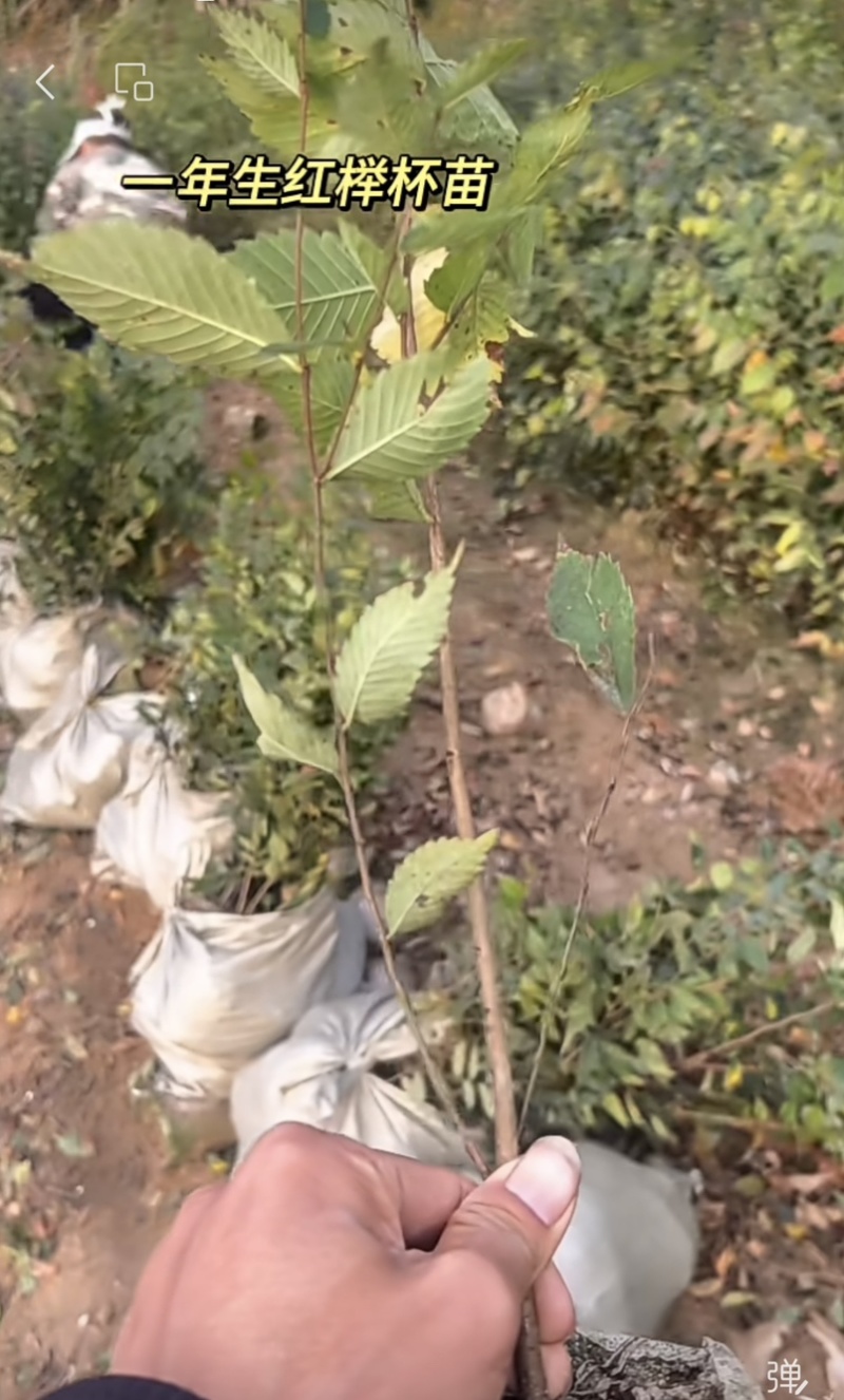 红榉树小苗
