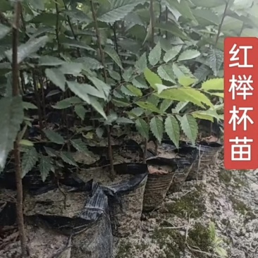 红榉树小苗