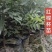 红榉树小苗