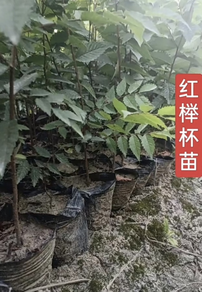 红榉树小苗