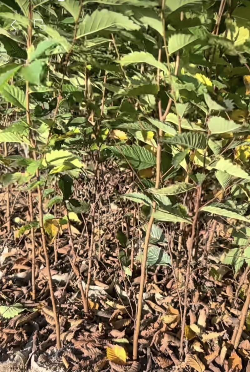 红榉树小苗