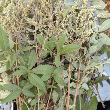 黄荆树枝条、黄荆条枝条、黄荆子枝条、布荆枝条、荆条枝条