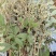 黄荆树枝条、黄荆条枝条、黄荆子枝条、布荆枝条、荆条枝条