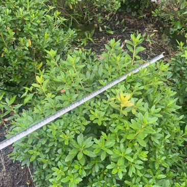 毛杜鹃球