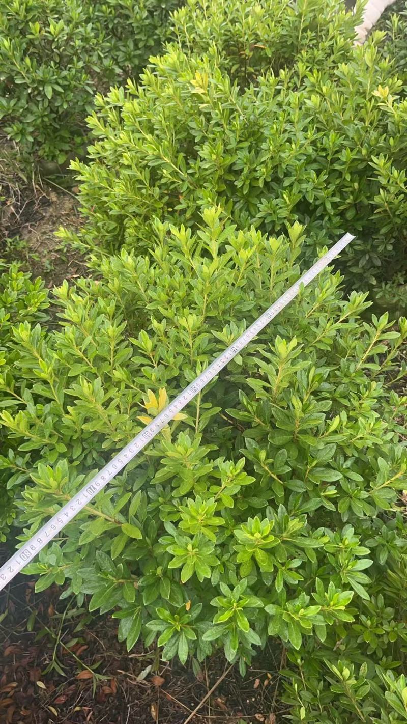 毛杜鹃球
