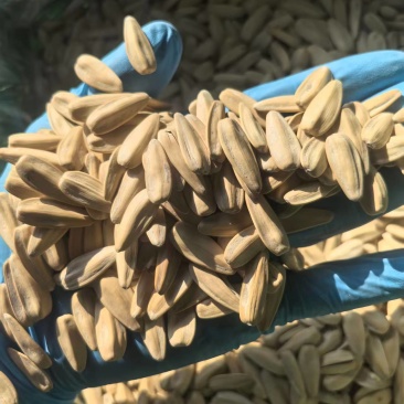 打手瓜子，大量有货品质优