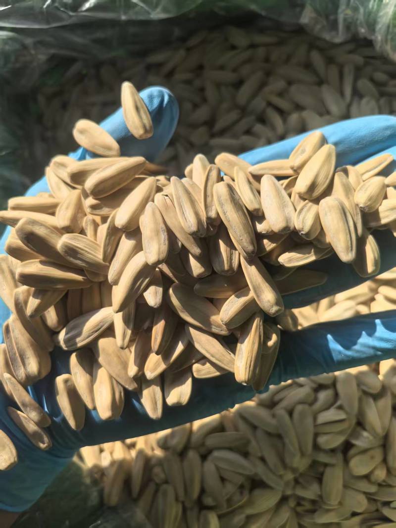 打手瓜子，大量有货品质优